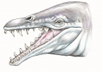 Голова базилозавра   ( цвет.карандаши)