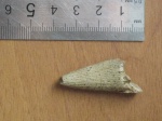 зуб плиозавра(Шацк)(полиптиходон)