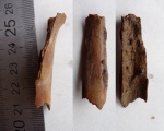 фрагмент кости птерозавра или птицы