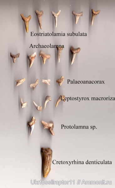 акулы, Palaeoanacorax, Eostriatolamia, Leptostyrax, Cretoxyrhina, Protolamna, Archaeolamna, sharks