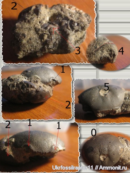 эоцен, Decapoda, крабы, Киев, Carpiliidae, Crustacea, Eocarpillius, Brachyura