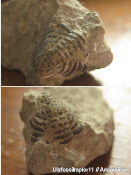 трилобиты, силур, членистоногие, Silurian, ?, Encrinurus, Смотрич, Trilobita, Arthropoda