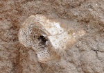 Кость в плиоценовых песках в обрыве Гусиного Перелета на берегу Иртыша в Павлодаре.