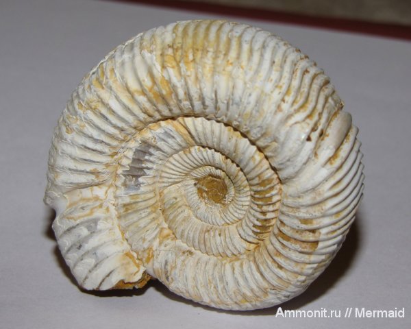 аммониты, Мадагаскар, Perisphinctes, Ammonites