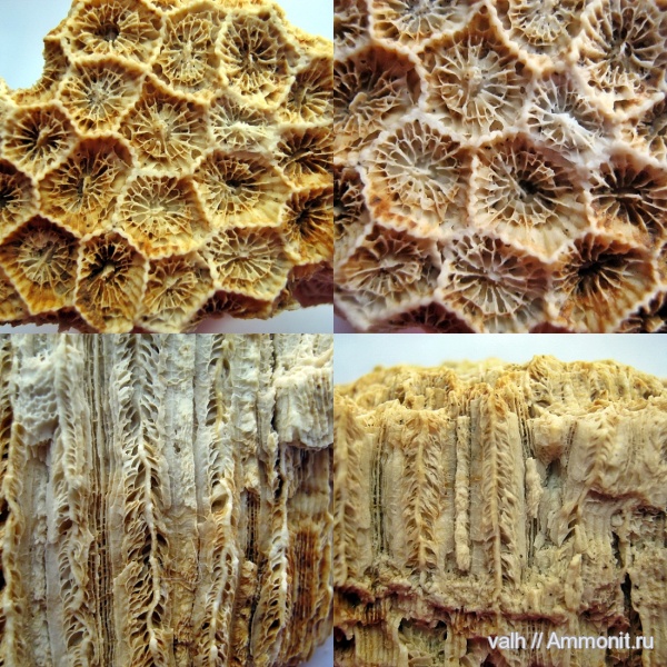 кораллы, подольский горизонт, Petalaxis stylaxis, средний карбон, Petalaxis, Rugosa