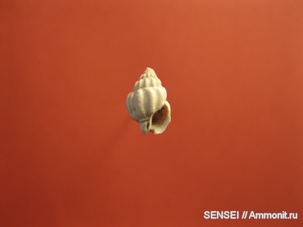 неоген, брюхоногие моллюски, Кубань, Nassarius (Phrontis) miocenicusobliquus