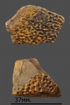 Фрагменты брюшных щитков черепахи Trionyx.