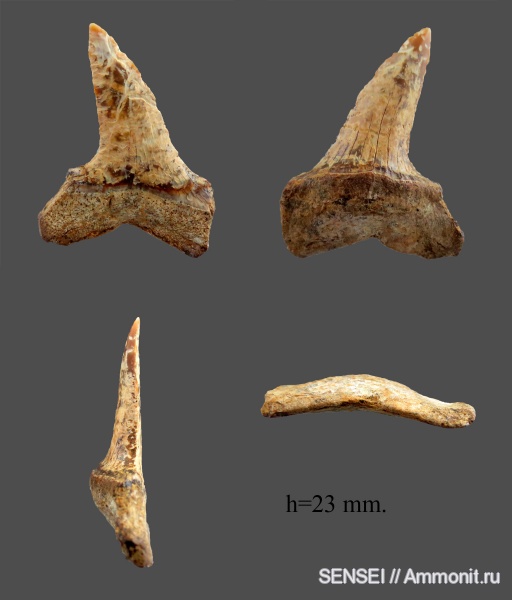 зубы акул, ?, Isurus, Кубань, Macrorhizodus, shark teeth