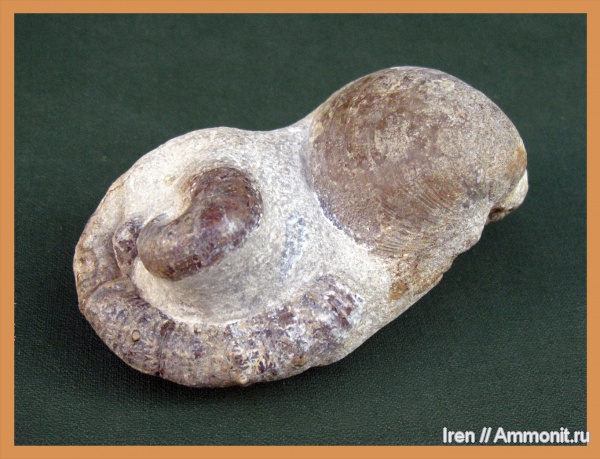 аммониты, мел, Crioceratites, Ammonites, Cretaceous