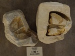 Cucullea ligeriensis, молюск, мел, Франция
