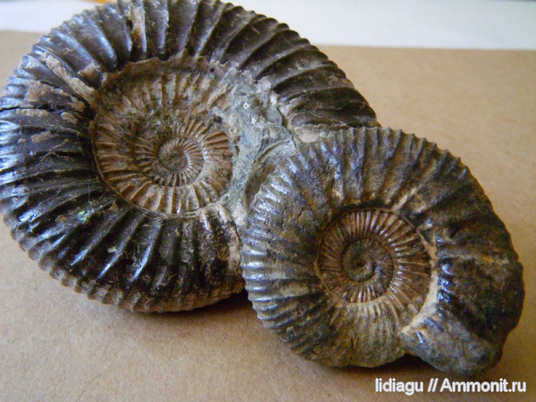 аммониты, юра, Epivirgatites, Epivirgatites nikitini, Ammonites, Dorsoplanitidae, Jurassic