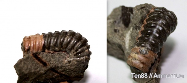 аммониты, Ammonites, р. Губс, Мостовский район