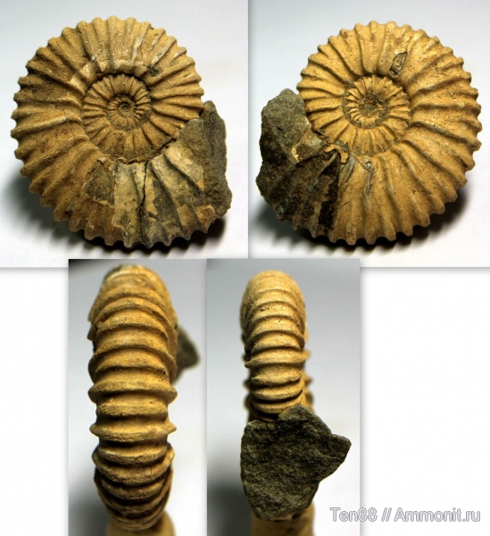 аммониты, Ammonites, Colombiceras, р. Губс, Мостовский район