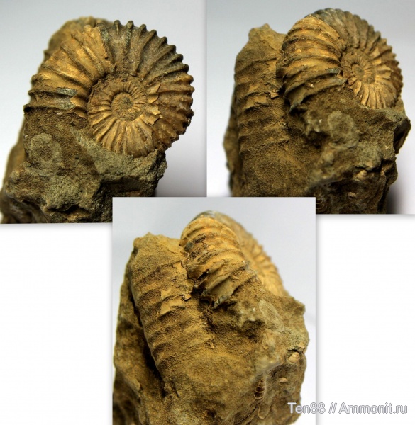 аммониты, мел, гетероморфные аммониты, мезозой, Ammonites, Colombiceras, р. Губс, Мостовский район, Cretaceous, heteromorph ammonites
