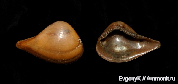 двустворчатые моллюски, Nuculana, Дубки, Саратов, Саратовская область, Nuculana fokinensis