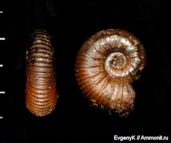 аммониты, Mirosphinctes, Дубки, Саратов, Саратовская область, Ammonites