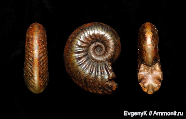аммониты, Goliathiceras, Дубки, Саратов, Саратовская область, Ammonites