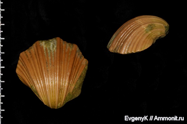 двустворчатые моллюски, Саратов, Саратовская область, Neithea, Neithea quinquecostata