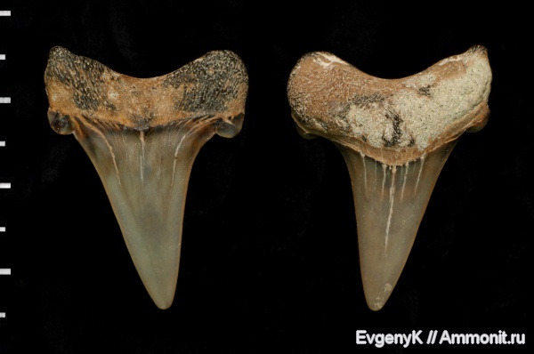 Саратов, зубы акул, Cretoxyrhina, Cretoxyrhina denticulata, Саратовская область, shark teeth