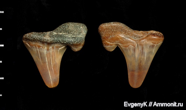 Саратов, Cretalamna, зубы акул, Cretalamna appendiculata, Саратовская область, shark teeth