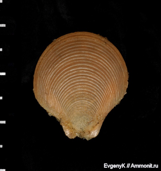двустворчатые моллюски, Саратов, Entolium, Саратовская область