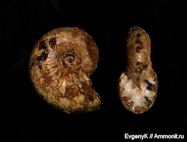 аммониты, Саратов, Саратовская область, Ammonites