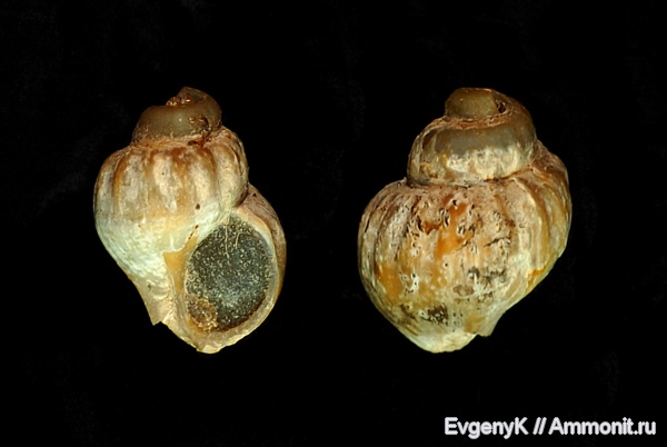 брюхоногие моллюски, Саратов, Khetella, Саратовская область, Khetella makaryevensis