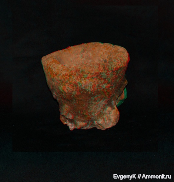 губки, Саратов, Саратовская область, 3D-изображения, сантон, Microblastium, Santonian