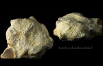 Верхнекарбоновая губка Pemmatites macroporus из Русавкино