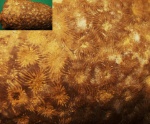 Коралл Diplocaenia sp.