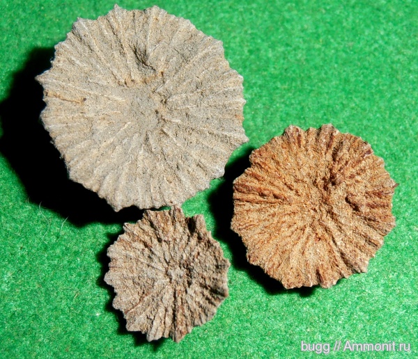 мел, кораллы, берриас, Scleractinia, Балки, Discocyathus, Discocyathus laticonica, Berriasian, Cretaceous