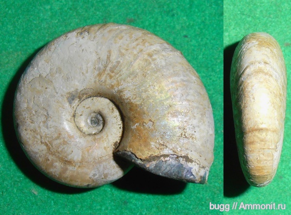аммониты, Ammonites, Zuercherella, Zuercherella zuercheri, р. Курджипс