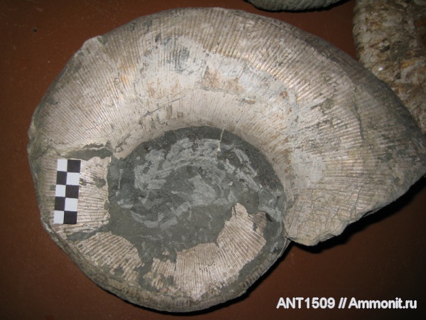 аммониты, Ammonites, Lytoceras, Pictetia, Краснодарский край, р. Туха