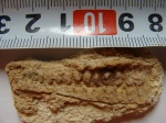 остатки раковины головоногого моллюска из отряда Actinocerida