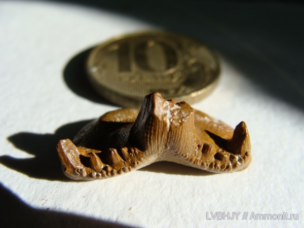 зубы, Saivodus, Ctenacanthiformes, teeth