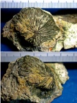 Коралл отряда Scleractinia (Madreporaria). Fungia?