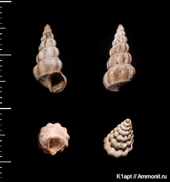 гастроподы, мел, брюхоногие моллюски, нижний мел, апт, нижний апт, Gibboscala, Aptian, Cretaceous, Lower Cretaceous гастроподы, мел, брюхоногие моллюски, нижний мел, апт, нижний апт, Gibboscala, Aptian, Cretaceous, Lower Cretaceous