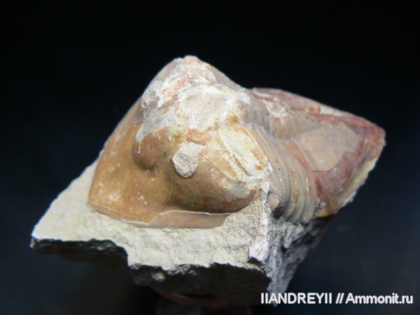 окаменелости, трилобиты, ордовик, известняк, Ленинградская область, Fossils, Ordovician