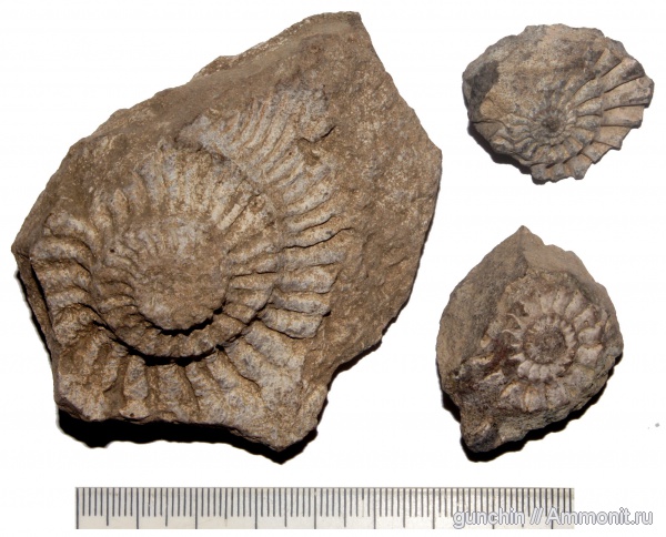 аммониты, Самарская область, Ammonites