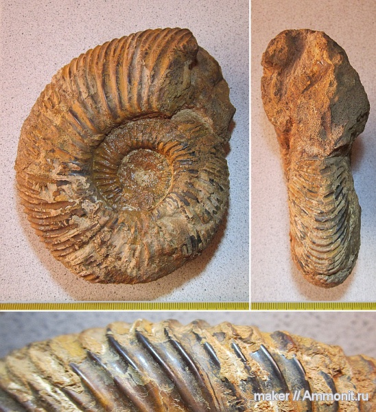 аммониты, Speetoniceras, Крым, готерив, баррем, Ammonites, Верхоречье, верхний готерив, Barremian