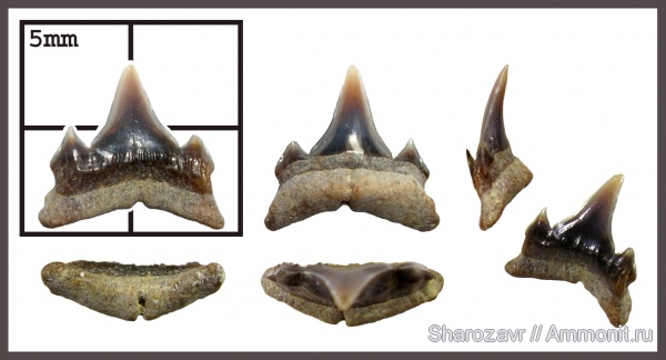 эоцен, зубы акул, ?, верхний эоцен, Carcharias, Волгоград, Upper Eocene, shark teeth