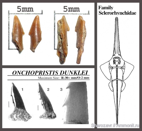 рыбы, зубы, зубы акул, кампан, Onchopristis, Волгоград, Onchopristis dunklei, Campanian, fish, teeth, shark teeth