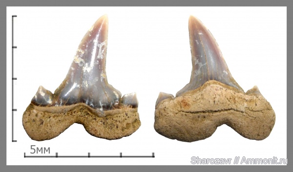 маастрихт, зубы акул, Cretalamna appendiculata, Волгоград, Maastrichtian