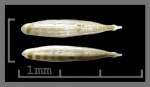 Foraminifera Dentalina Plectofrondiculata