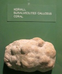 Коралл 3