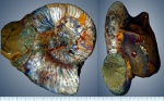 Головоногие моллюски (лат. Cephalopoda)