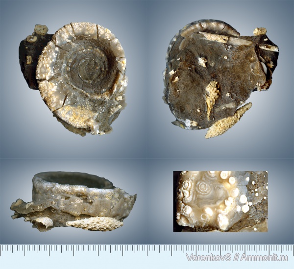 карбон, Euomphalus, Archaeocidaris, Саратовская область, московский ярус