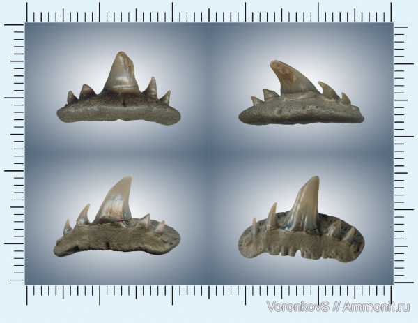 зубы, акулы, сеноман, зубы акул, Paraorthacodus, Саратовская область, Cenomanian, teeth, shark teeth, sharks