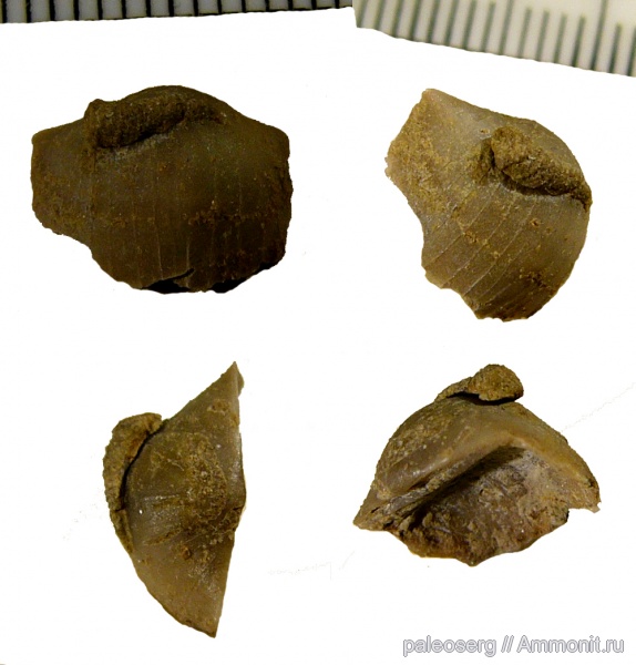 ордовик, Strophomenida, Leptestia, Cornulites, Leptestiidae, Plectambonitoidea, Epibionts, Leptestia musculosa
