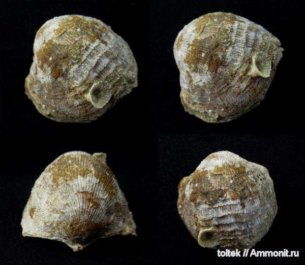 Atrypa, Atrypida, обрастание, encrustation of brachiopods, Epizoans, Поселения кораллов на створках брахиопод